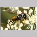 Cerceris arenaria - Sandknotenwespe w10b Teverener Heide.jpg